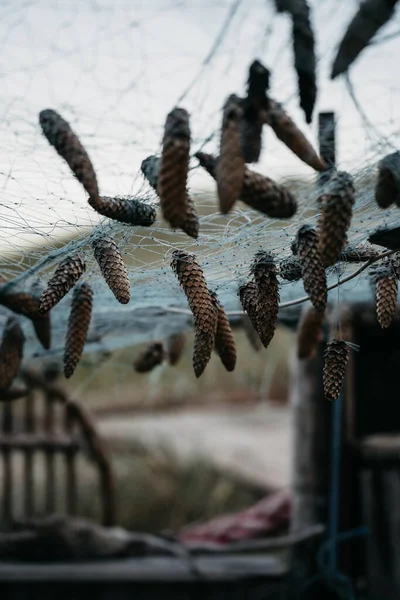 Sebuah Gambar Vertikal Kerucut Pinus Kering Tergantung Pada Jaring Ikan — Stok Foto