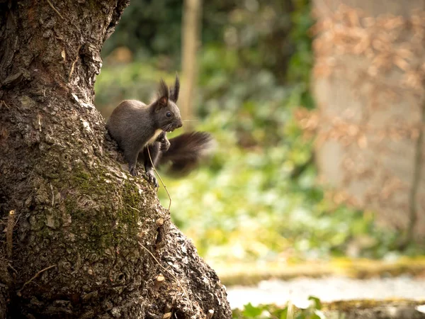 Zbliżenie Pięknej Wiewiórki Lisa Pniu Drzewa Parku — Zdjęcie stockowe