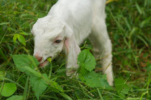 Słodka Mała Koza Pasąca Się Zielonej Łące — Zdjęcie stockowe