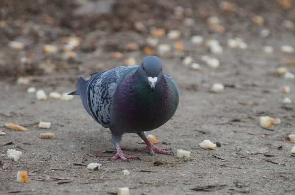 Das Futter Sollte Für Nutrias Und Enten Sein Aber Die — Stockfoto