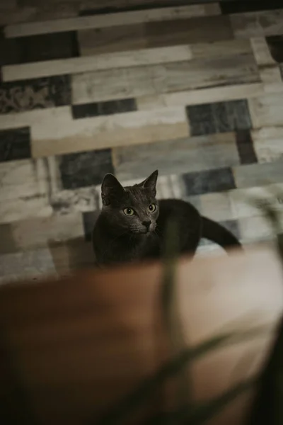 Vertical Top View Cat Standing Patterned Floor Looking Wooden Table — Stock Photo, Image