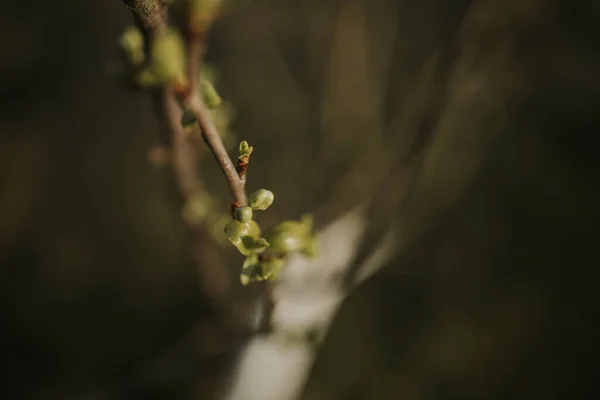 Mise Point Sélective Une Brindille Étroite Fleurs Sur Arbre Dans — Photo