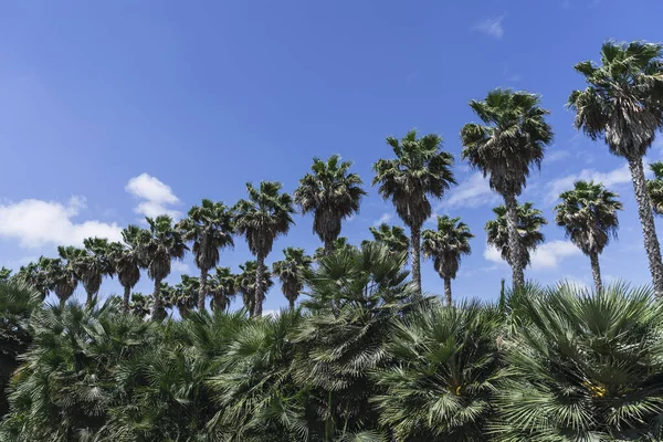 Прекрасный Вид Пальмы Голубым Облачным Небом — стоковое фото
