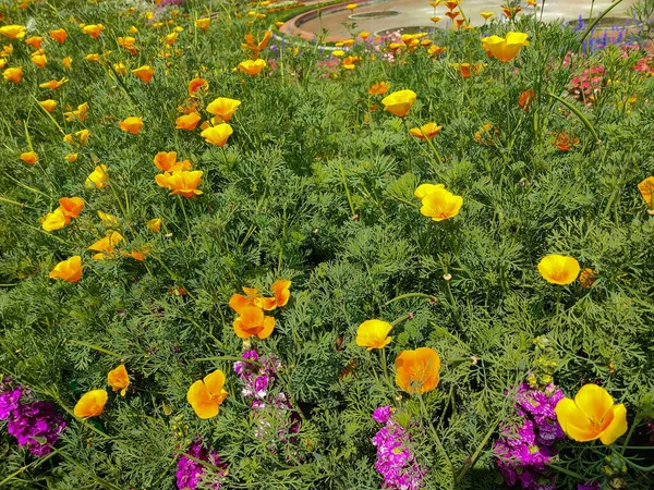 Hermosas Flores Amarillas Eschscholzia Lemmonii Cultivadas Parque — Foto de Stock