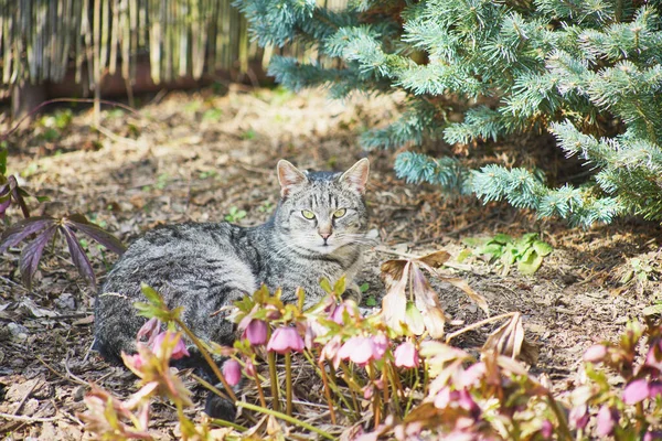 Binnenlandse Kat Verkennen Van Tuin — Stockfoto