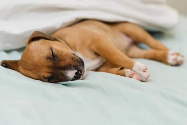 Nahaufnahme Eines Braunen Hundes Der Friedlich Auf Dem Bett Schläft — Stockfoto