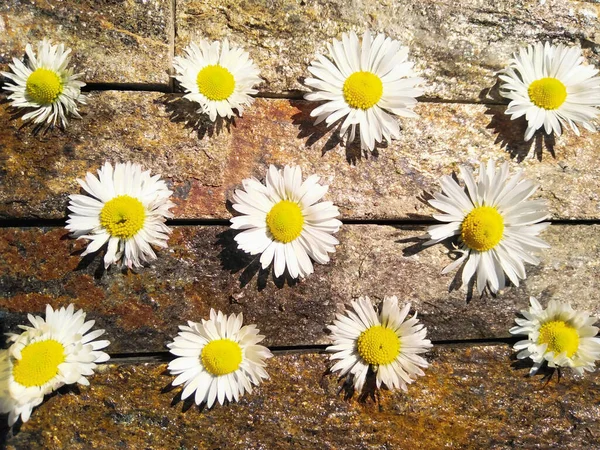 Eine Ansicht Von Gänseblümchen Auf Einer Nassen Felsigen Oberfläche Unter — Stockfoto