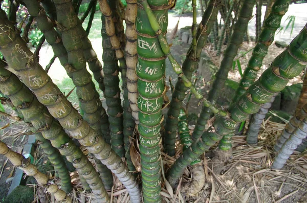 竹子生长在田野里的竹子植物特写 — 图库照片