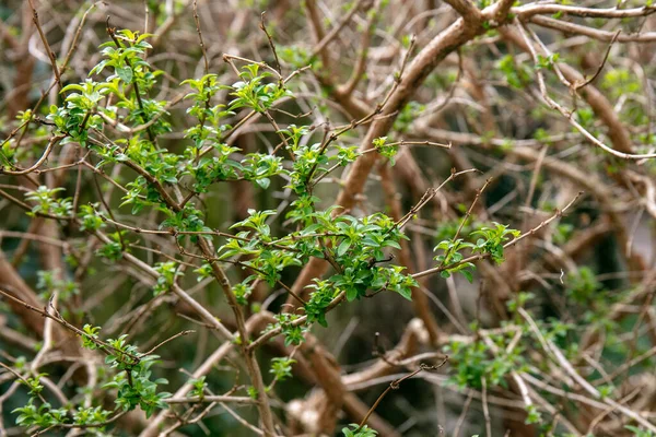 Eine Nahaufnahme Von Neu Gewachsenen Blättern Des Fuchsienbaums — Stockfoto