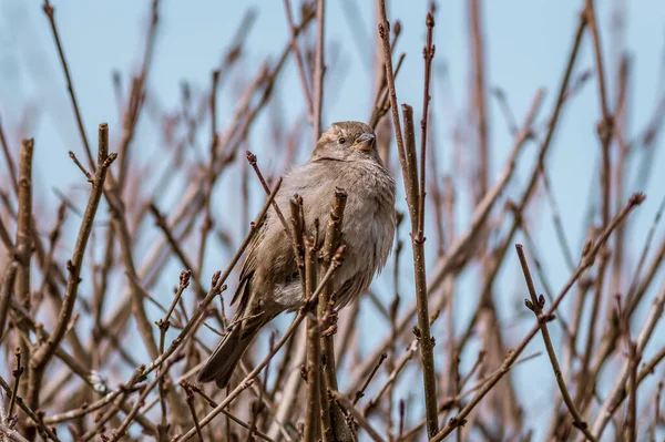 Detailní Záběr Vrabce Sedícího Dřevěné Větvi — Stock fotografie