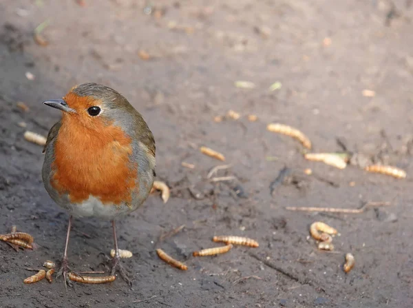 Primer Plano Pájaro Robin Europeo Común —  Fotos de Stock