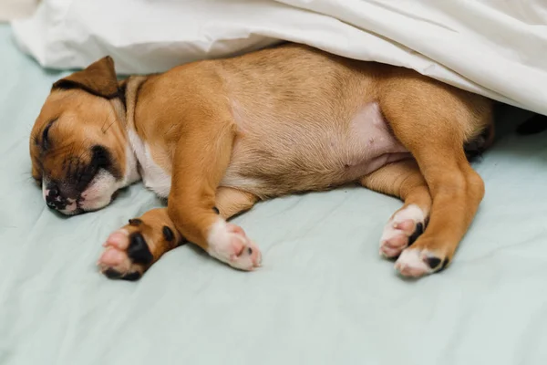 Egy Barna Kutya Közelsége Békésen Alszik Ágyon — Stock Fotó