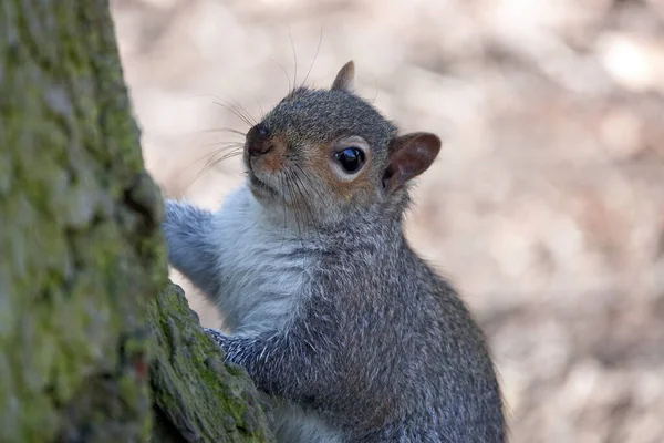 Closeup Shot Small Squirrel Tree — Stock Photo, Image