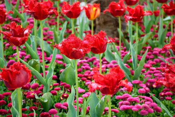 Tiro Close Belas Tulipas Vermelhas Crescendo Jardim — Fotografia de Stock