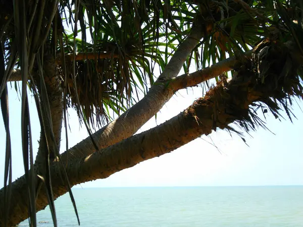 Palm Tree Background Sea — Stock Photo, Image