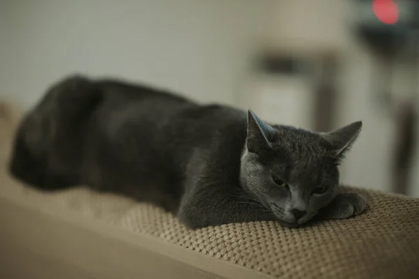 一只疲惫的黑猫的特写镜头躺在沙发上 向旁边看 — 图库照片