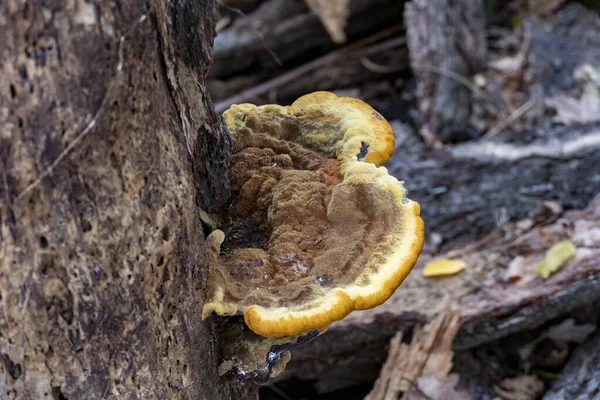 Zbliżenie Zdjęcie Fomitopsidaceae Rośnie Pnia Drzewa — Zdjęcie stockowe