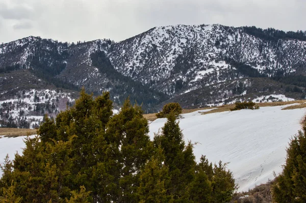 Una Foresta Montagna Coperta Neve — Foto Stock