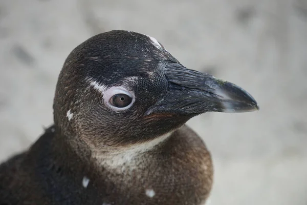 Крупним Планом Чорний Пінгвін Коротким Дзьобом Дивлячись Цікаво Щось — стокове фото