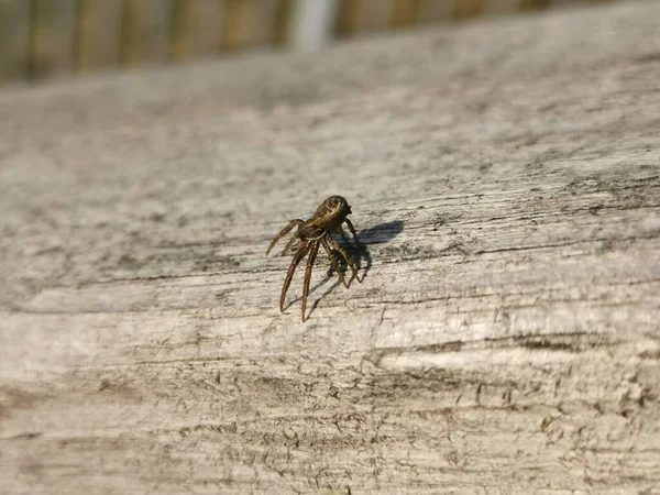 Una Macro Toma Una Araña Saltadora Sobre Una Superficie Madera — Foto de Stock