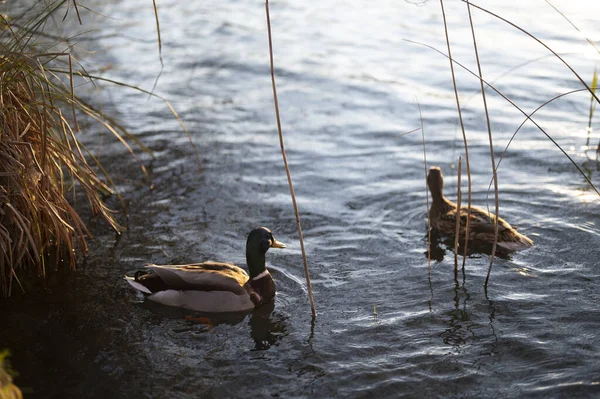 Πάπιες Mallard Κολυμπούν Μια Λίμνη — Φωτογραφία Αρχείου