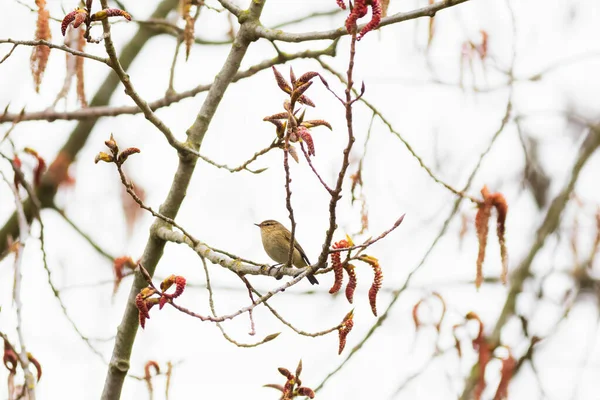 Closeup Shot Chiffchaff Perched Tree Branch — Stock Photo, Image