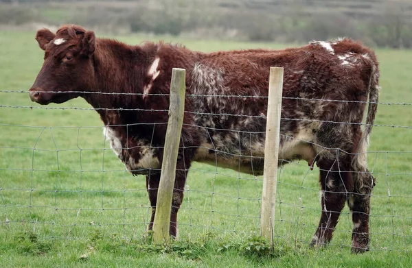 Большая Коричневая Корова Лугу Забором — стоковое фото
