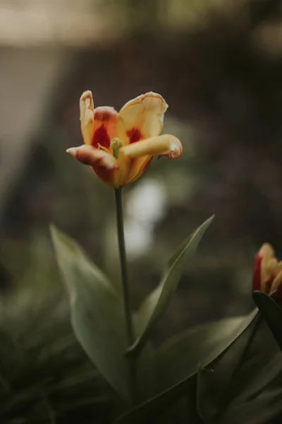 Enfoque Selectivo Vertical Una Flor Con Tallo Alto Pétalos Amarillo — Foto de Stock
