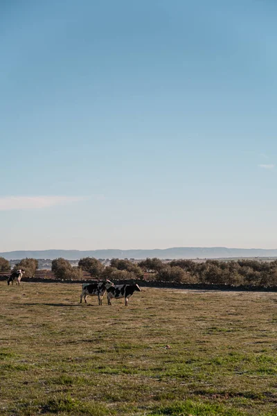 Vertical Shot Cows Grazing Field Background Trees Hills Clear Sky — Stock Photo, Image