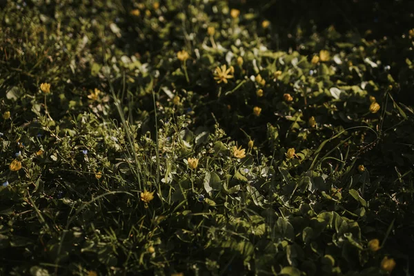 Une Vue Dessus Des Buissons Verts Avec Des Feuilles Des — Photo