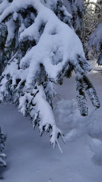 Kış Ormanında Karla Kaplı Ladin Ağaçlarının Yakın Çekimi — Stok fotoğraf