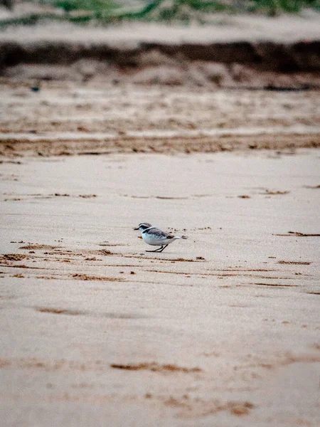 Vertical Shot Small Bird Gloomy Day Beach — Stock Photo, Image