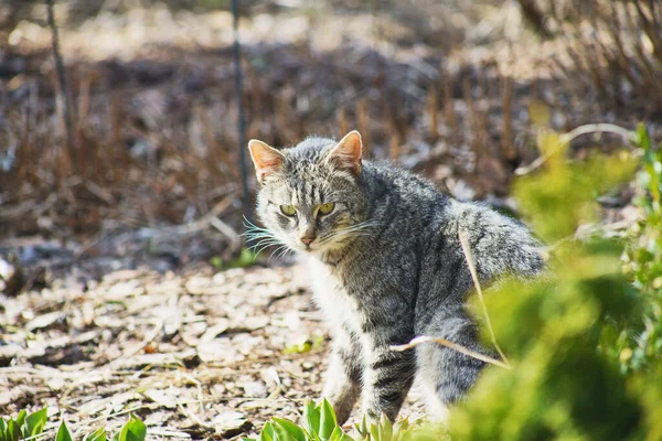 집고양이가 정원을 탐험하는 — 스톡 사진