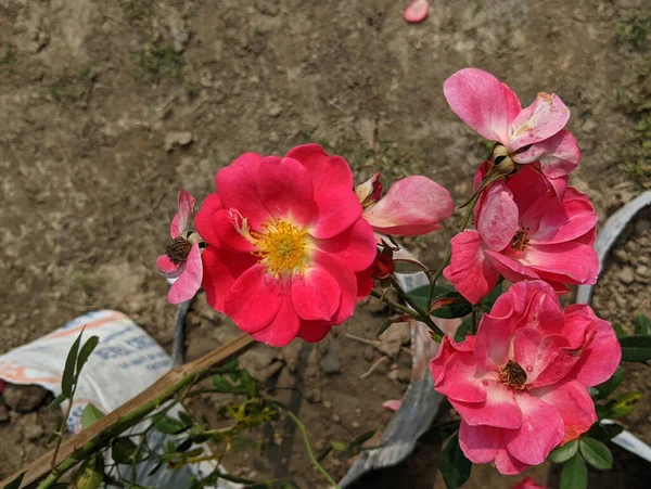 Zbliżenie Pięknych Różowych Kwiatów Róży Kwitnących Ogrodzie — Zdjęcie stockowe