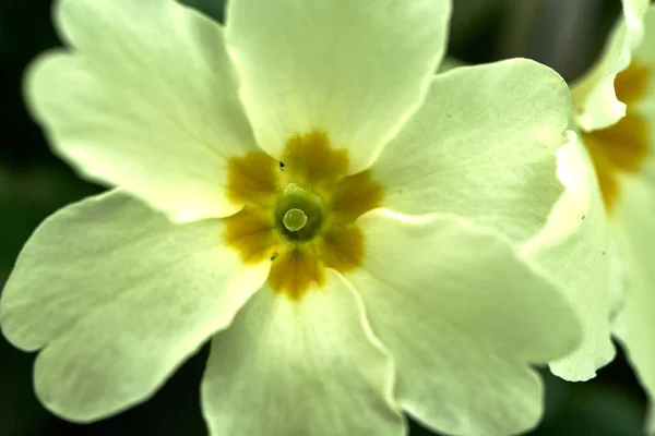 Közönséges Primrózsa Primula Vulgaris Virágról Készült Makró Felvétel — Stock Fotó