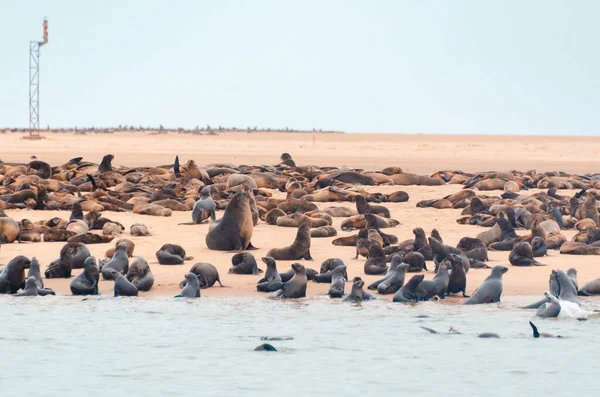 Walvisbaai Namibia April 2021 Robben Der Walvisbucht Namibia — Stockfoto