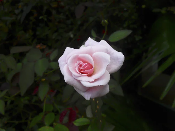 Une Vue Dessus Une Belle Rose Dans Jardin — Photo