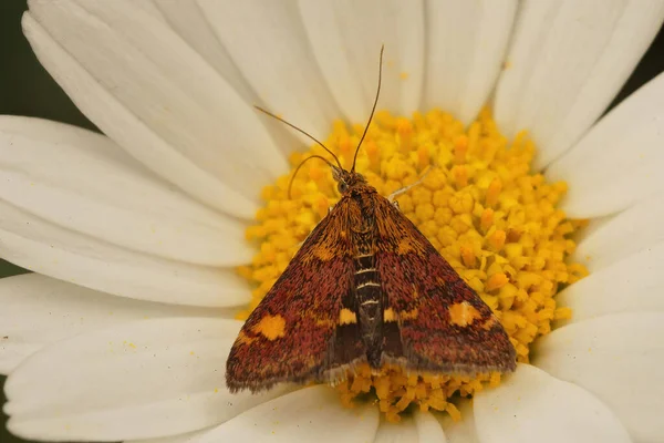 Gros Plan Papillon Monnaie Assis Sur Une Fleur — Photo