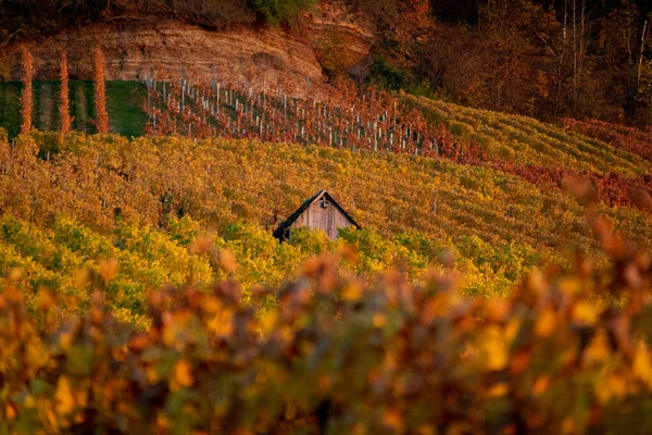 Hermoso Paisaje Otoñal Con Viñedos Coloridos — Foto de Stock