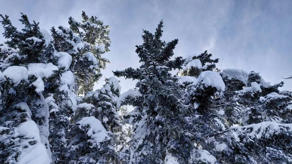雪に覆われた松の木の低角度ショット曇りの空に対して — ストック写真