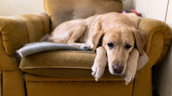 Cute Tired Labrador Retriever Dog Resting Sofa House — Stock Photo, Image
