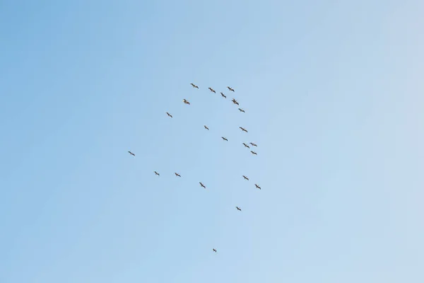 Tiro Ángulo Bajo Bandada Pelícanos Bajo Cielo Azul — Foto de Stock