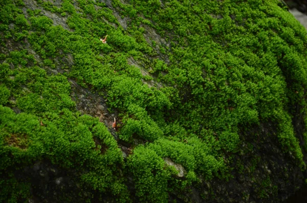 绿菌石被绿菌病完全覆盖的石头 — 图库照片