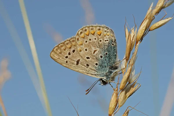 Primer Plano Azul Argus Polyommates Icarus Con Alas Cerradas Hierba — Foto de Stock