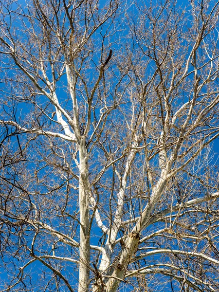 Eine Flache Aufnahme Eines Baumes Mit Nackten Zweigen Und Ästen — Stockfoto
