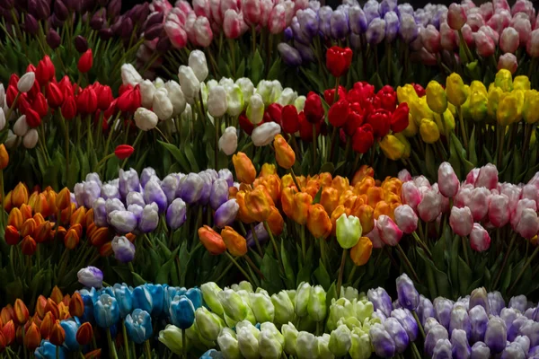 Coup Tulipes Colorées Dans Une Rangée — Photo