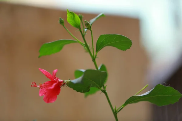 Gros Plan Une Belle Fleur Quatre Heures Aux Pétales Rouges — Photo