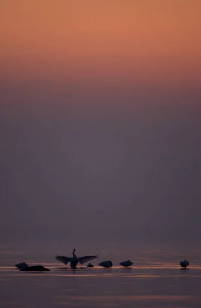 Plan Vertical Oiseaux Sur Mer Coucher Soleil — Photo