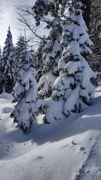 Крупный План Елок Покрытых Снегом Зимнем Лесу — стоковое фото