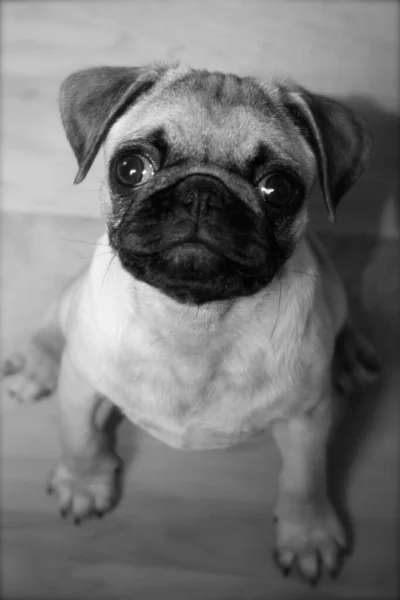 Pug Puppy Harde Houten Vloer Zwart Wit — Stockfoto